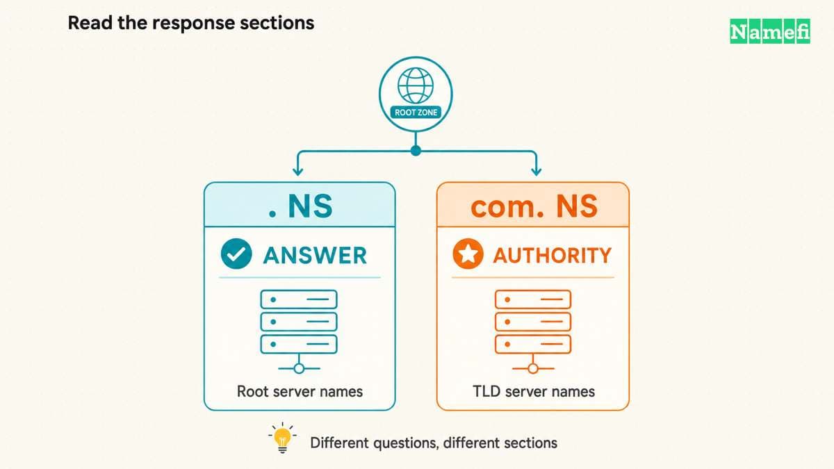 A direct root NS query returns root server names in ANSWER, while a com NS query returns a referral in AUTHORITY.